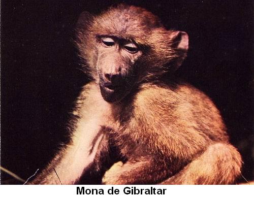 Mona de Gibraltar.jpg